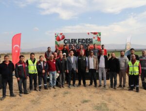 Depremzede çiftçilere 500 bin çilek fidesi dağıtıldı