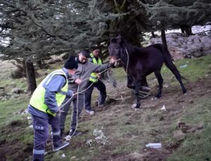 Hatay’da Başıboş Yaralı Katır Tedaviye Alındı