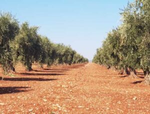 Zeytinyağında Sahtecilik Uyarısı: Gerçek Zeytinyağını Nasıl Anlarsınız?