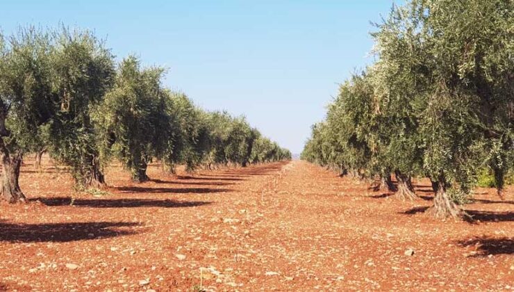 Zeytinyağında Sahtecilik Uyarısı: Gerçek Zeytinyağını Nasıl Anlarsınız?