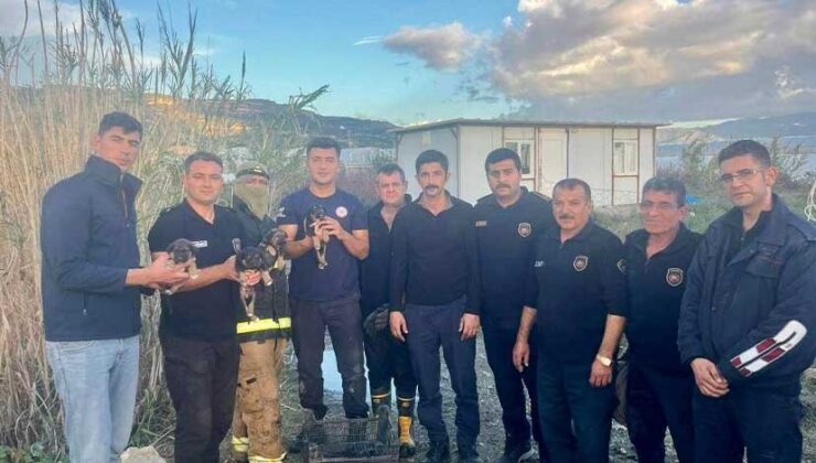 Hatay’da yağmur suyu giderinde mahsur kalan köpek yavrularını itfaiye ekipleri kurtarıldı