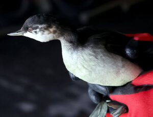 Erzurum’da Bitkin Bulunan Batağan Yavrusu Doğaya Döndü