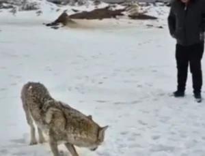 Bitlis’te Yaralı Kurt Tedavi Altına Alındı