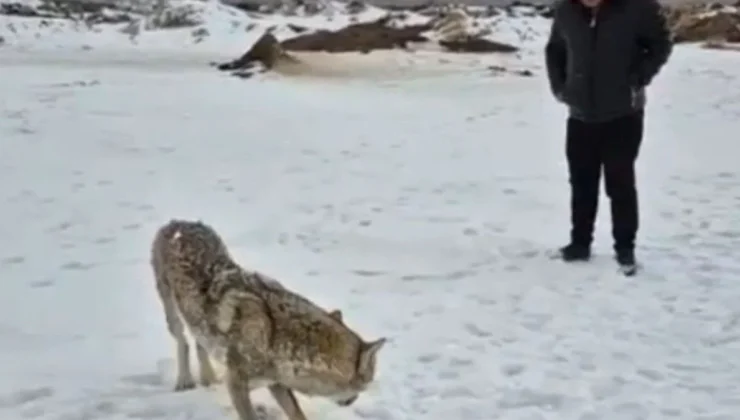Bitlis’te Yaralı Kurt Tedavi Altına Alındı