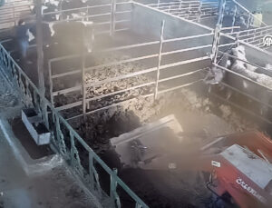 Aydın’da Dananın Sahibine Saldırdığı Anlar Kamerada