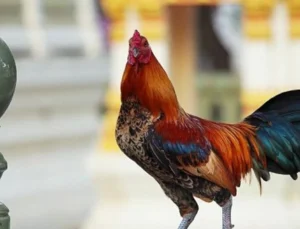 Sakarya’da horozlarının komşusuna verilmesine kızan kişi 7 tavuğunu tüfekle telef etti