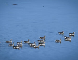 Göller Yöresi’nde Kış Ortası Su Kuşu Sayımı Başladı