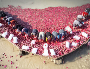 Coğrafi İşaret Tescilli Kadirli Turpunda Hasat Dönemi Başladı