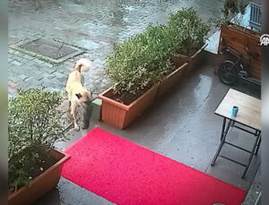 Sahipsiz Köpek, Ölmek Üzere Olan Yavrusunu Veterinere Getirdi