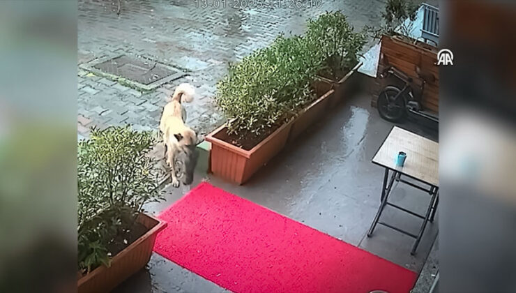 Sahipsiz Köpek, Ölmek Üzere Olan Yavrusunu Veterinere Getirdi