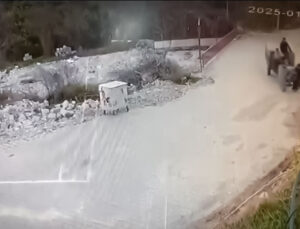 Hatay’da “Pat Pat” Tarım Aracının Çarptığı Çocuk Yaralandı: Kaza Kamerada