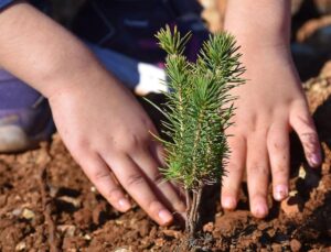 Bizim Dünyamız Vakfı, Arnavutköy’de 78 Bin Fidan Dikimi Gerçekleştirdi