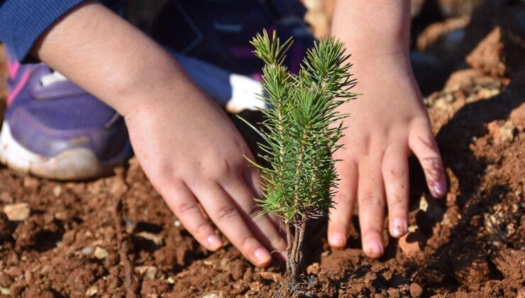 Bizim Dünyamız Vakfı, Arnavutköy’de 78 Bin Fidan Dikimi Gerçekleştirdi