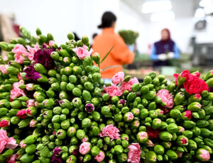 Türk Çiçek Sektörü Japonya Pazarına Açılıyor