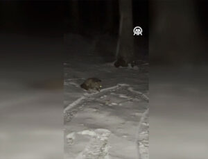 Ormanda Kamp Yapanlar, Yanlarına Gelen Tilkiyi Besledi! O Anlar Kamerada