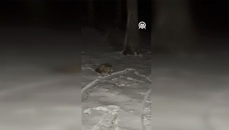 Ormanda Kamp Yapanlar, Yanlarına Gelen Tilkiyi Besledi! O Anlar Kamerada