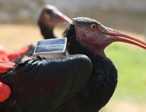 Koruma altındaki kelaynaklar, üreme dönemi için doğaya bırakıldı