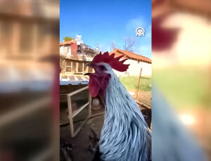 Denizli’de Öterken Bayılan Horoz Sosyal Medyada İlgi Odağı Oldu