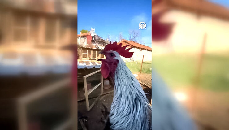 Denizli’de Öterken Bayılan Horoz Sosyal Medyada İlgi Odağı Oldu