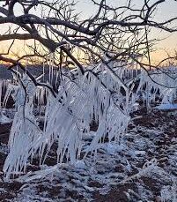 Şanlıurfa’da fıstık ağaçlarında buz sarkıtları oluştu