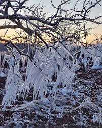 Şanlıurfa’da fıstık ağaçlarında buz sarkıtları oluştu