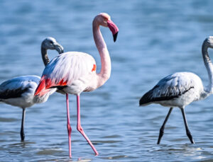 Doğu Akdeniz’de Flamingo Sayısı İkiye Katlandı!