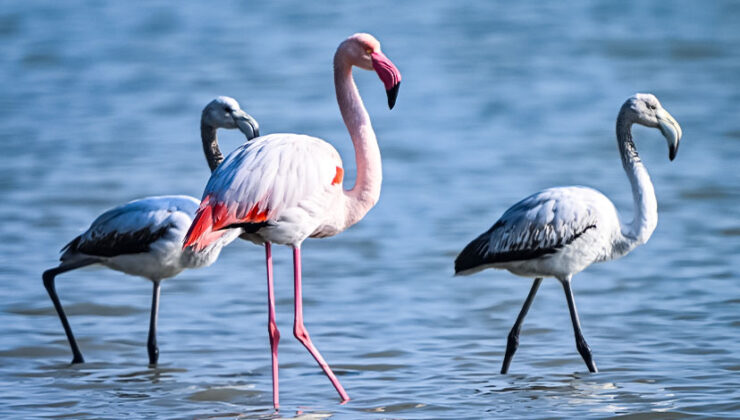 Doğu Akdeniz’de Flamingo Sayısı İkiye Katlandı!