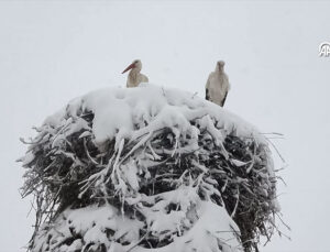 Konya’da Bahar ve Kış Aynı Karede: Leylekler Kar Yağışıyla Şaşkına Döndü