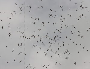 Baharın müjdecisi leylekler Hatay’a dönmeye başladı