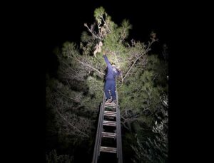 Hatay’da Ağaçta Asılı Kalan Leylek Kurtarıldı