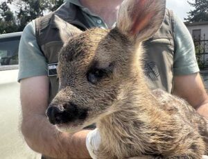 Hatay’da Bitkin Bulunan Karaca Yavrusu Koruma Altına Alındı