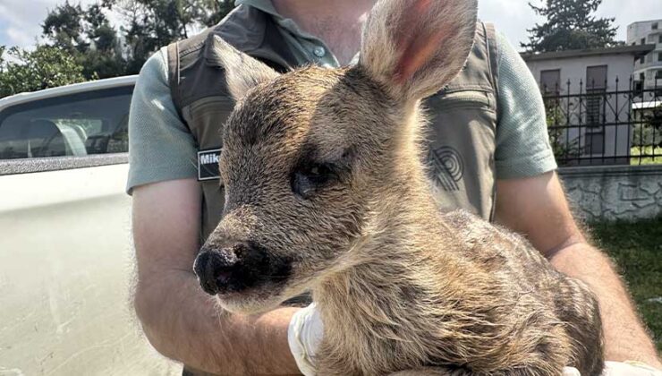 Hatay’da Bitkin Bulunan Karaca Yavrusu Koruma Altına Alındı