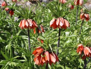 Kahramanmaraş’ta Ters Laleler Fotoğraf Tutkunlarını Büyülüyor