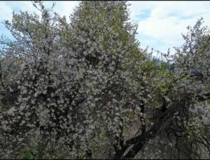 Van’da Akdamar Adası Badem Çiçeği Festivali Renkli Görüntülerle Başladı