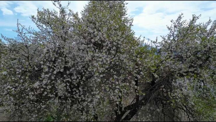 Van’da Akdamar Adası Badem Çiçeği Festivali Renkli Görüntülerle Başladı