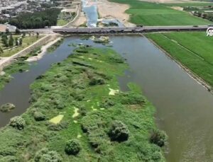 Diyarbakır’da Dicle Nehri Adacıklarında 1220 Kök Hint Keneviri Ele Geçirildi