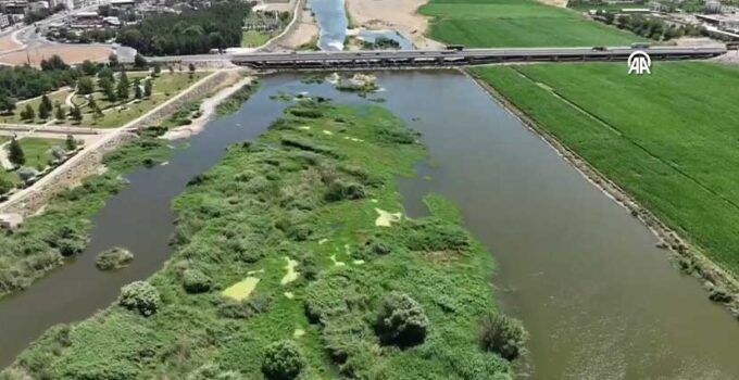 Diyarbakır’da Dicle Nehri Adacıklarında 1220 Kök Hint Keneviri Ele Geçirildi