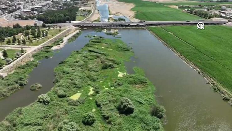 Diyarbakır’da Dicle Nehri Adacıklarında 1220 Kök Hint Keneviri Ele Geçirildi