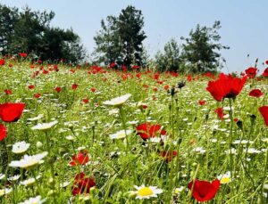 Erzin’de Tarlalar Gelincik ve Papatyalarla Renk Cümbüşüne Döndü
