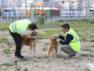 Hatay’da Hayvan Barınağı 1000 Kapasiteli “Hayvan Oteline” Dönüştürülüyor