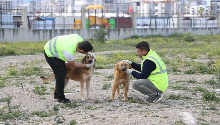 Hatay’da Hayvan Barınağı 1000 Kapasiteli “Hayvan Oteline” Dönüştürülüyor