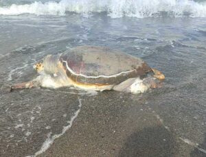 Hatay’da Ölü Caretta Caretta Sahile Vurdu