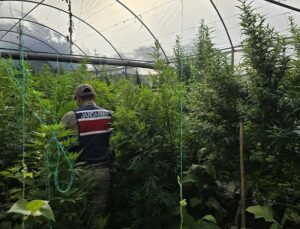 Samandağ’da Serada Uyuşturucu İçin Kenevir Yetiştiren Zanlı Gözaltına Alındı