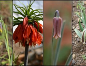 Türkiye’de 57 Ters Lale Türü Yetişiyor: 34’ü Endemik, Hatay Öne Çıkıyor