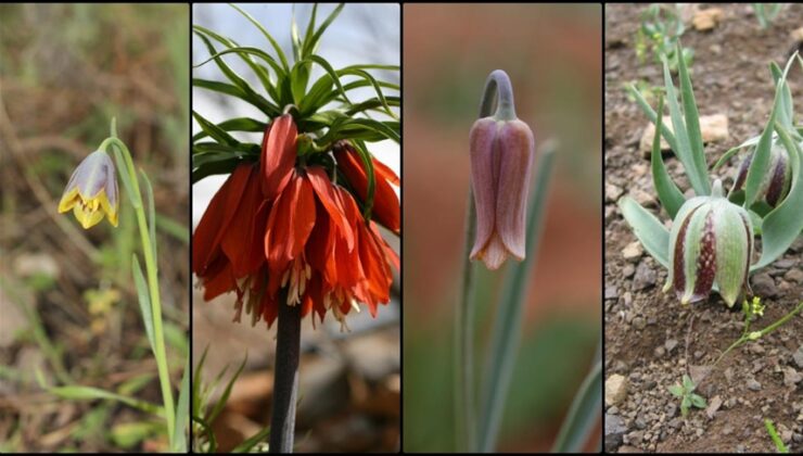 Türkiye’de 57 Ters Lale Türü Yetişiyor: 34’ü Endemik, Hatay Öne Çıkıyor