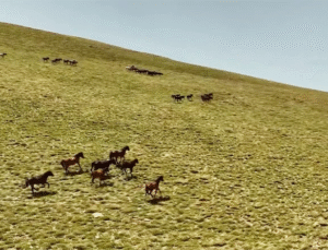 Yama Dağı’nın Zirvesinde Özgürlük: Yılkı Atları Dron Kamerasında Görüntülendi