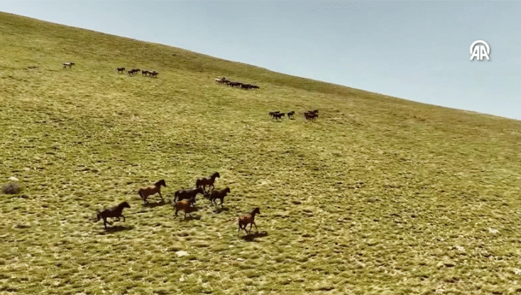 Yama Dağı’nın Zirvesinde Özgürlük: Yılkı Atları Dron Kamerasında Görüntülendi