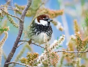 Hatay, Göçmen Kuşların Bahar Durağı Oldu