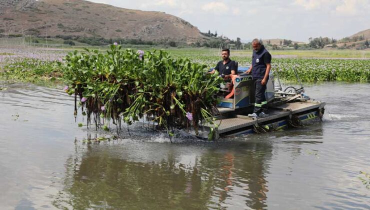 Kırıkhan’da Gölbaşı Gölü’nü Kaplayan Su Sümbülleri Temizleniyor