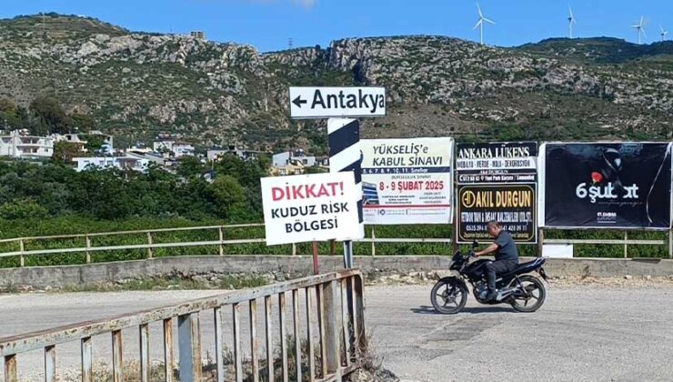 Samandağ’da Kuduz Karantinası Uygulanan 4 Mahallede Sahipsiz Köpekler Toplatılıyor